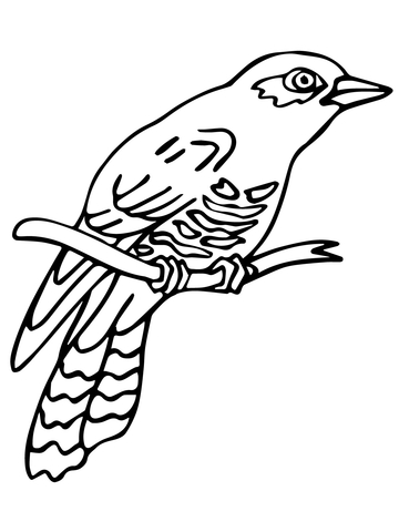 Perched Common Cuckoo Coloring Page